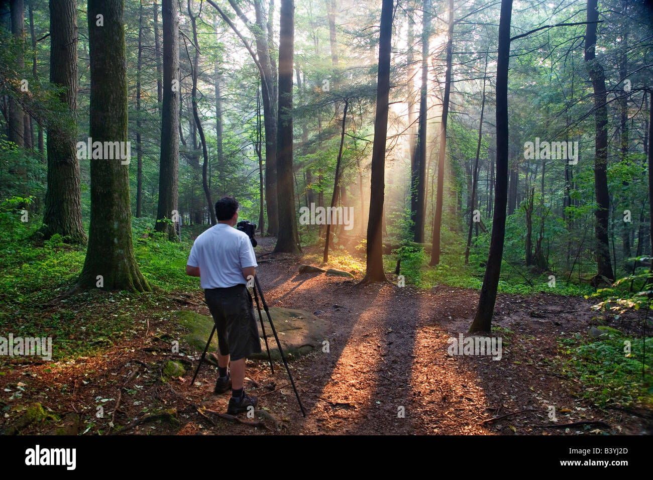 Photographer and sunlight filterning throuh forest canopy, Great Smoky Mountains National Park, Tennessee Stock Photo