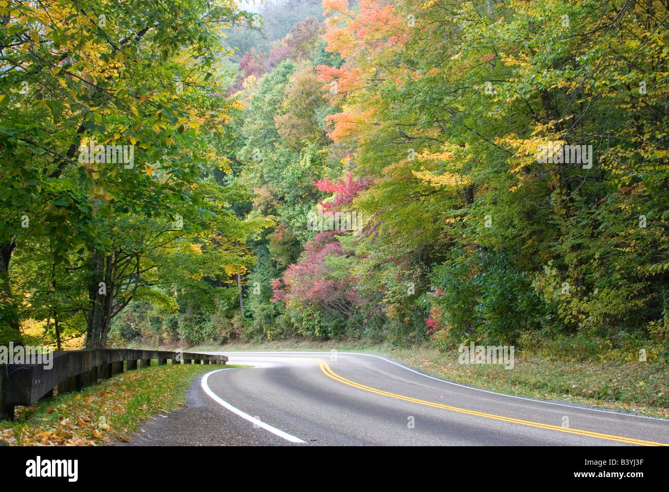 USA - Tennessee. Fall foliage on Newfound Gap Road in Great Smoky ...