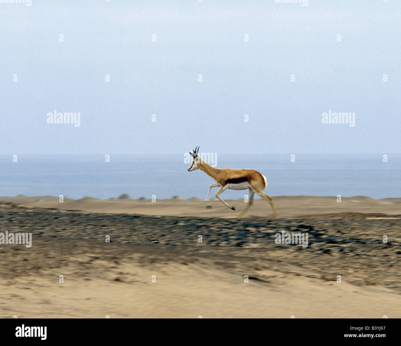 Namibia, Kunene, Skeleton Coast Park. A Springbok, a gazelle-type antelope, bounds along the barren, windswept shore of the Atlantic Ocean in the Skeleton Coast Park. Stock Photo