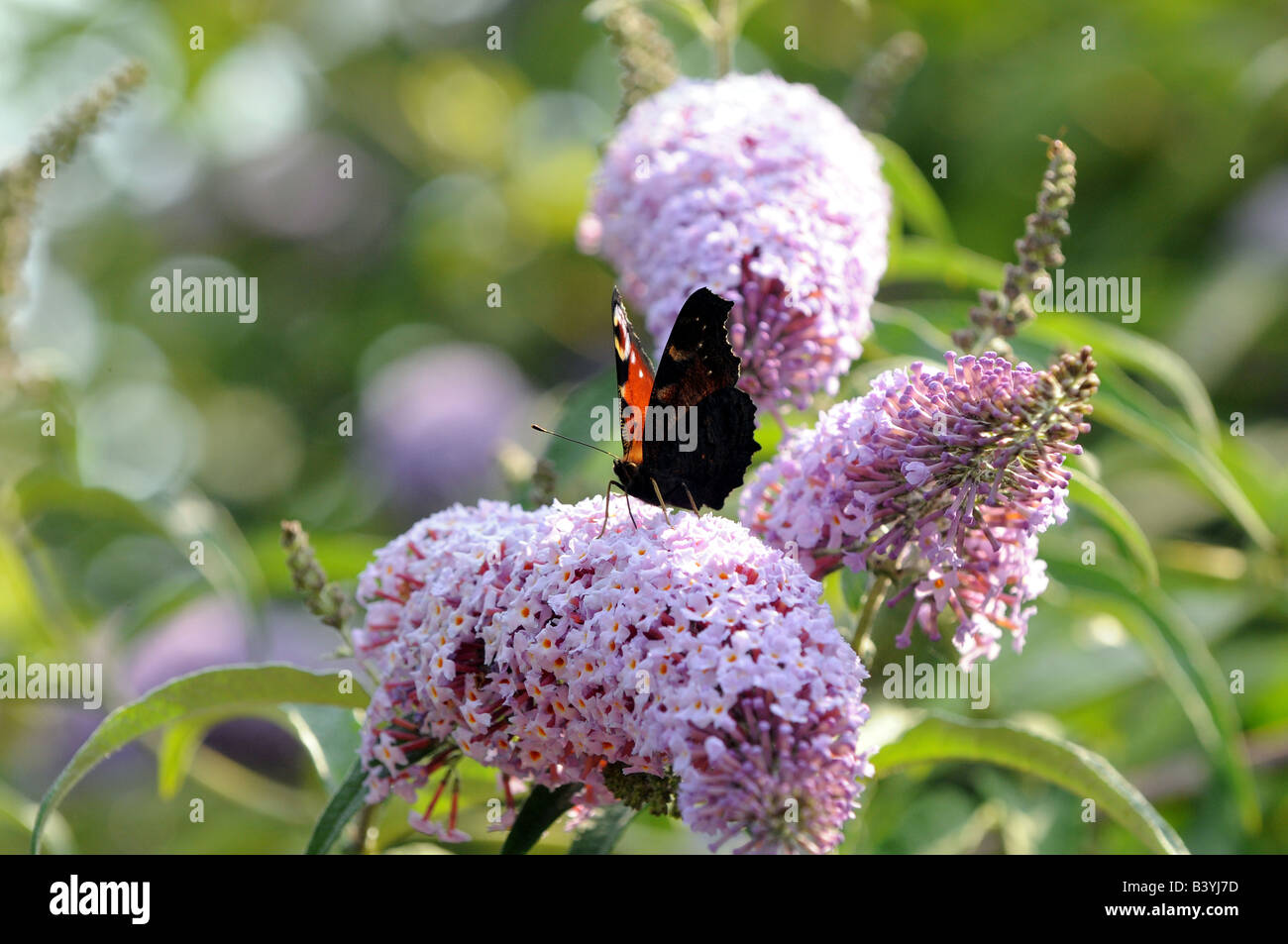 A peacock butterfly on Buddleia Stock Photo - Alamy