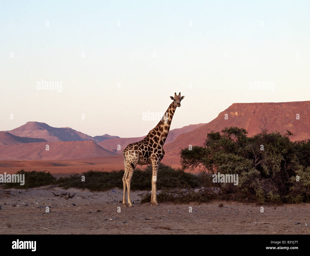 Namibia, Kunene, Skeleton Coast Park. At sunset, a lone giraffe towers above the scant vegetation of a seasonal watercourse in the starkly beautiful rugged scenery of Namibia's remote Skeleton Coast Park. Stock Photo