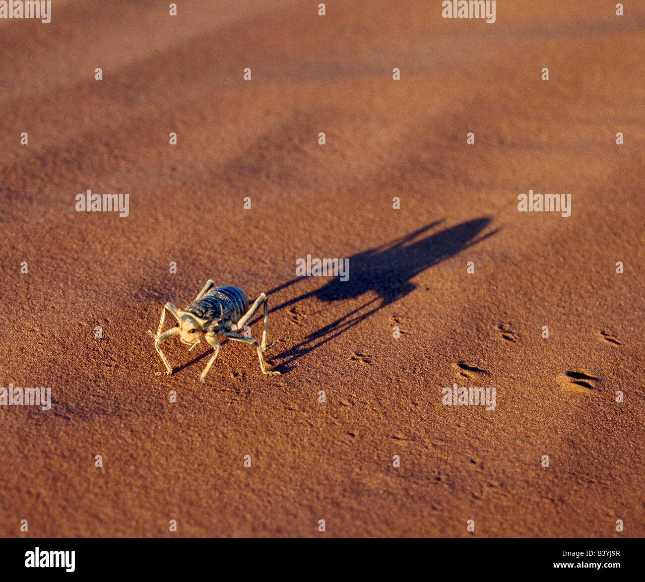 Namibia, Namib Desert, Wolwedans. In late afternoon light, a large dune cricket leaves a tell-tale trail of imprints while casting its long shadow on dunes at Wolvedans, a large private reserve on the edge of the Namib-Naukluft Park. The dunes vary from brick red to apricot and forever change colour with the angle of the sun. Stock Photo