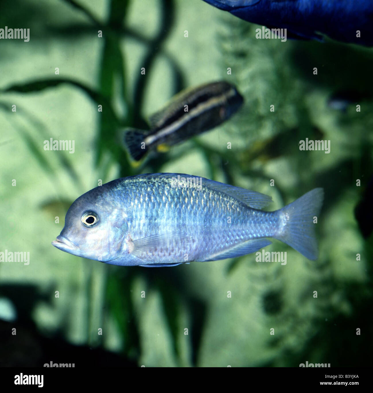 zoology / animals, fish, perches, Yellow tumbi, (Labeotropheus trewavasae), blue, animal, Stock Photo
