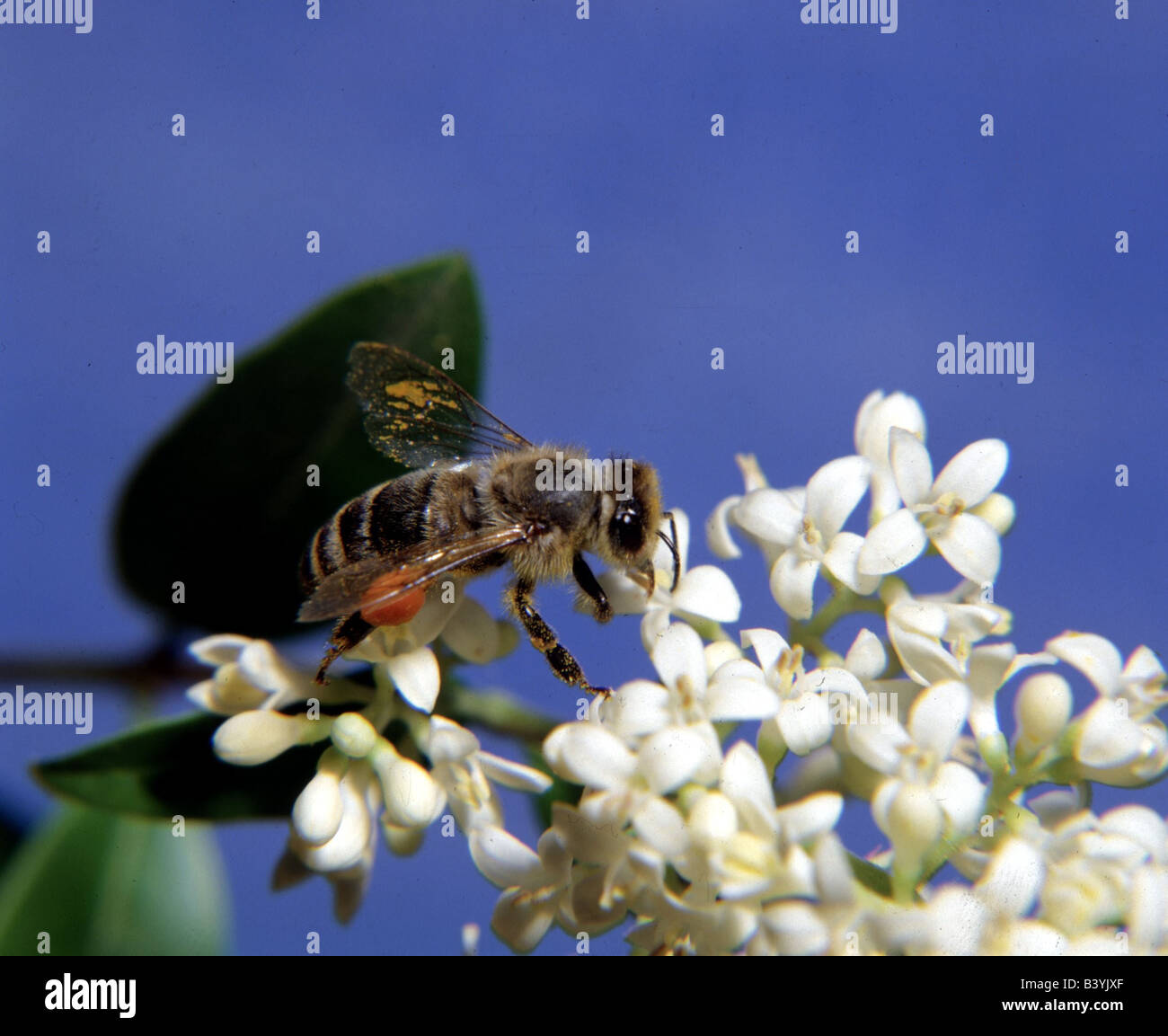 zoology / animals, insect, bees, Western honey bee, (Apis mellifera