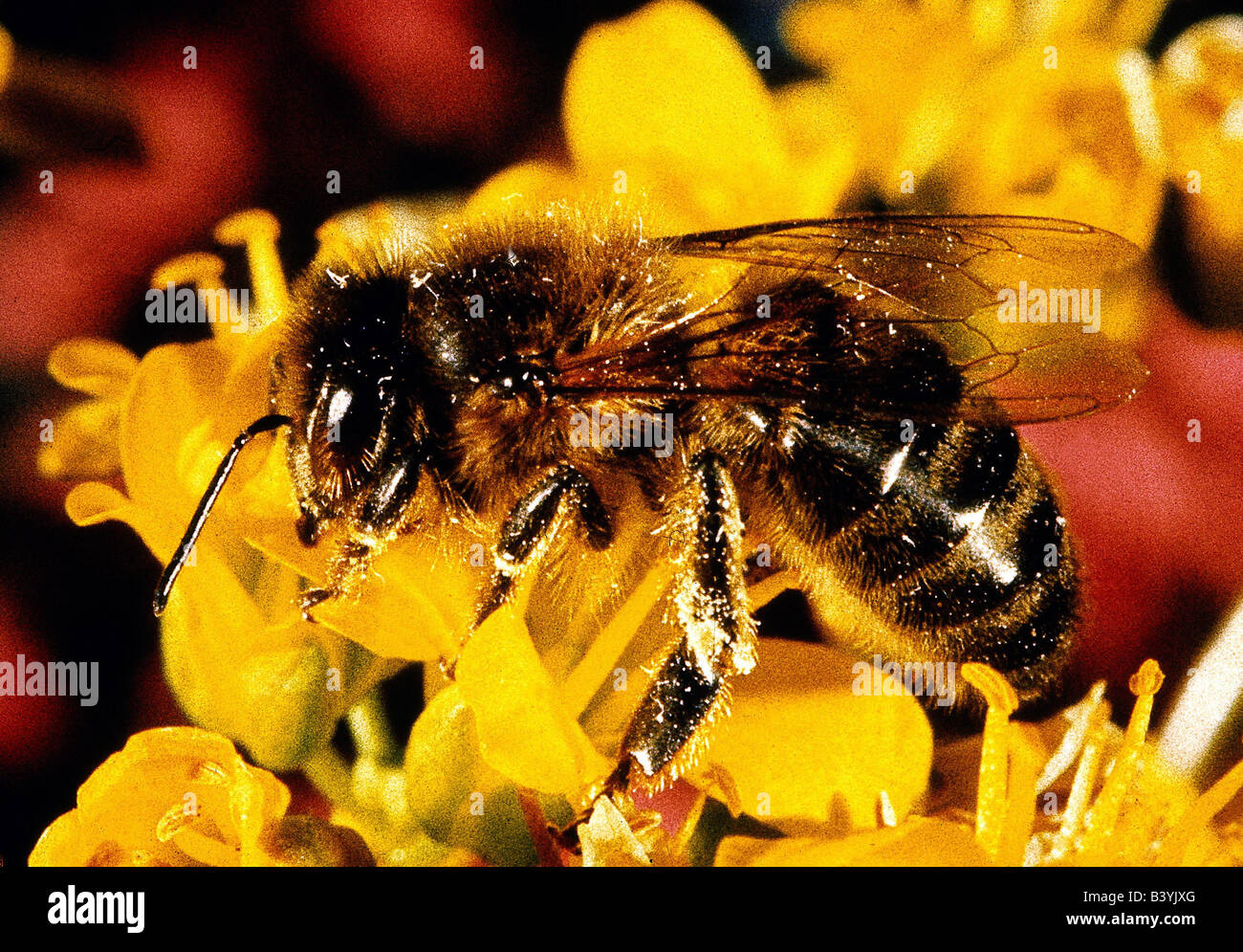 zoology / animals, insects, bees, Western honey bee, (Apis mellifera