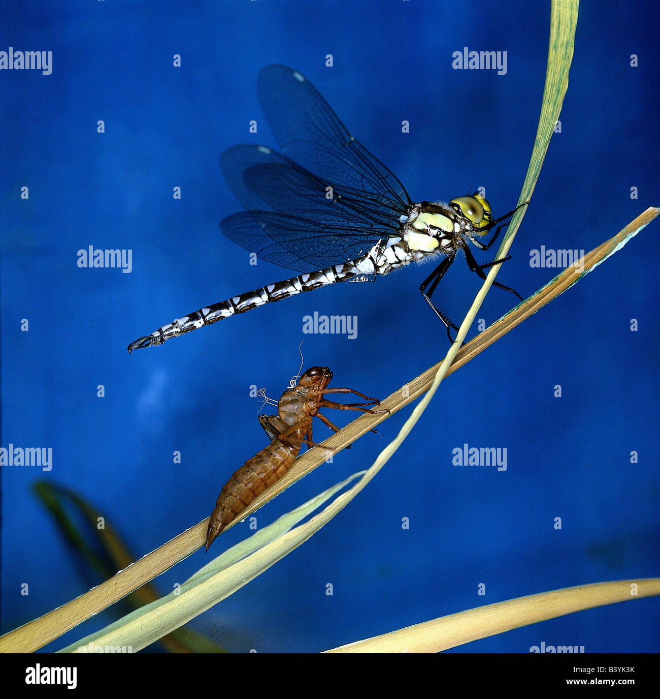 Hawker Insect zoology / animals, insect, dragonfly, Southern Hawker, (Aeshna cyanea ...