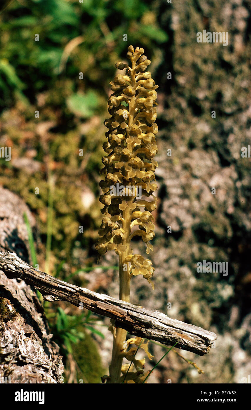 botany, nest orchid, (Neottia), species, Bird's nest Orchid, (Neottia nidus-avis), blossom, blossoms, inflorescence, Nidusavis, Stock Photo