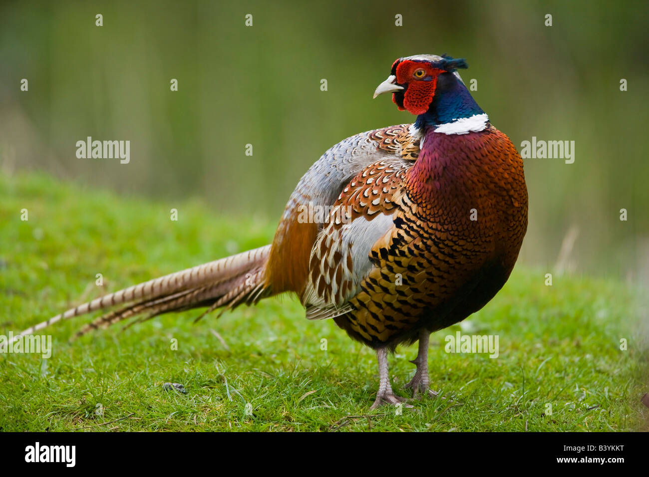 Pheasant 'Pasianus colchicus' on the ground foraging for food in the undergrowth in woodland West Lanc Stock Photo