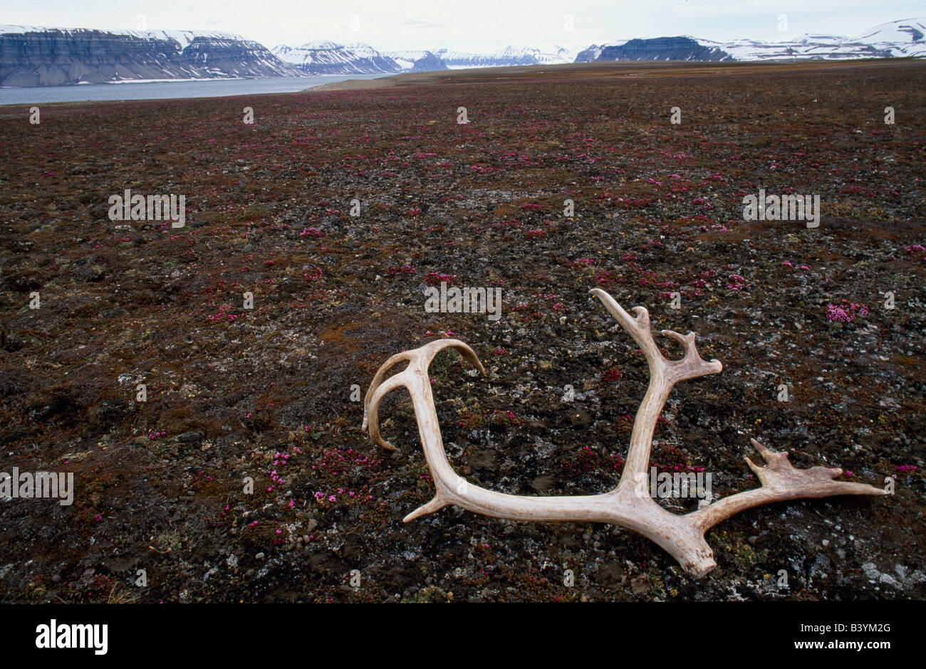 Norway, Svalbard, Spitsbergen. Reindeer antler lying on tundra, speckled with saxifrage flowers. Stock Photo