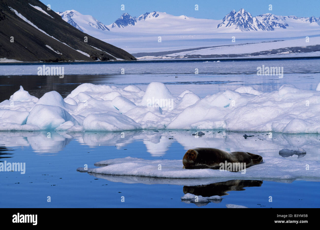 Norway, Svalbard, Spitsbergen. Bearded seal (Erignathus barbatus) resting on pack ice, Krossfjorden. Stock Photo