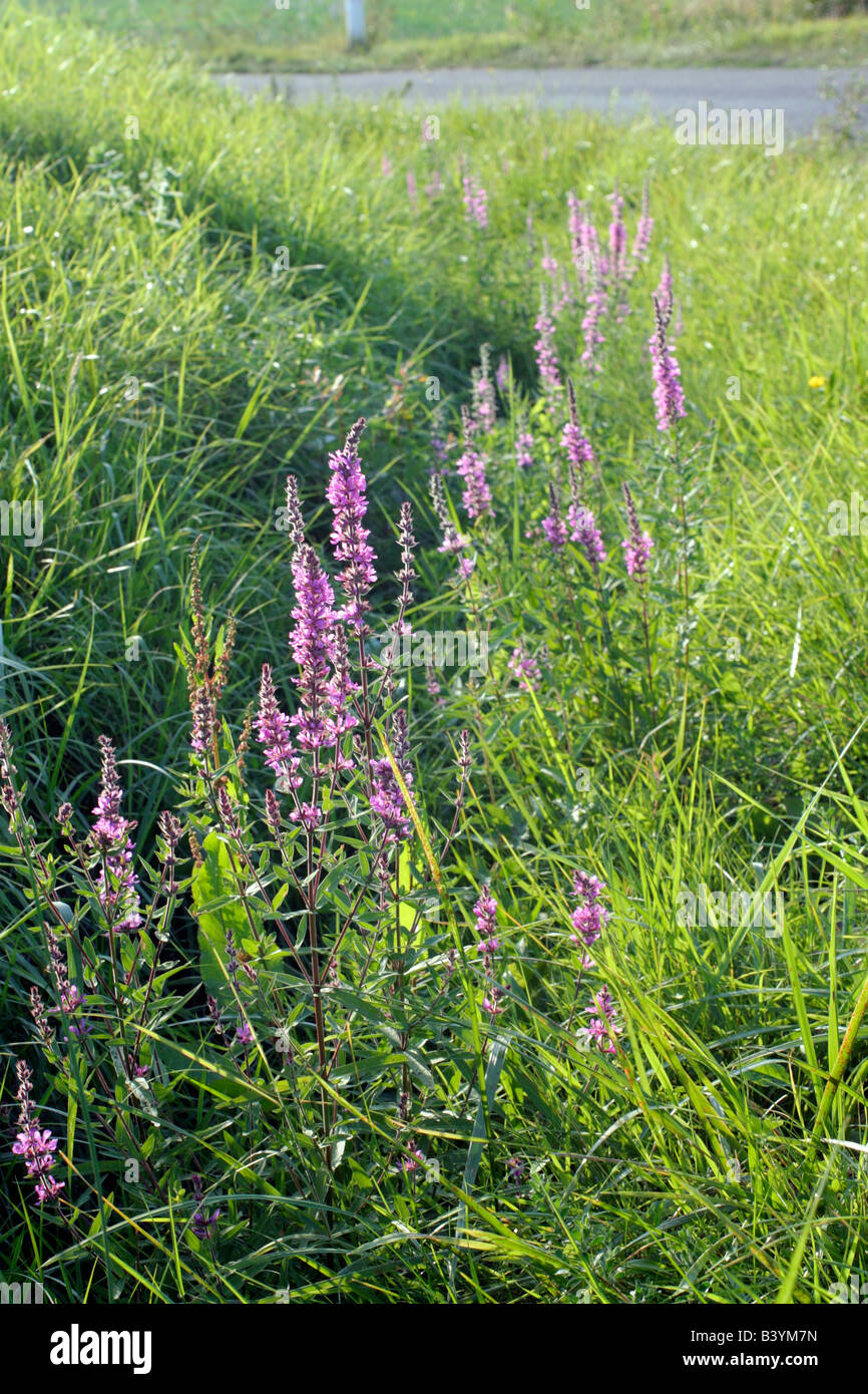 PURPLE LOOSESTRIFE LYTHRUM SALICARIA GROWING IN A WET DITCH NEAR LOCHES INDRE ET LOIRE FRANCE Stock Photo
