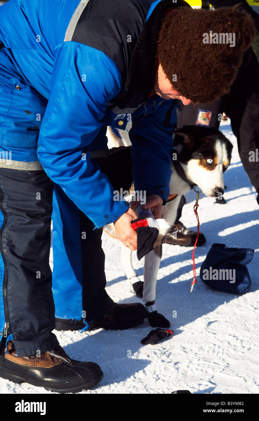 Shoes for sled dogs hires stock photography and images Alamy
