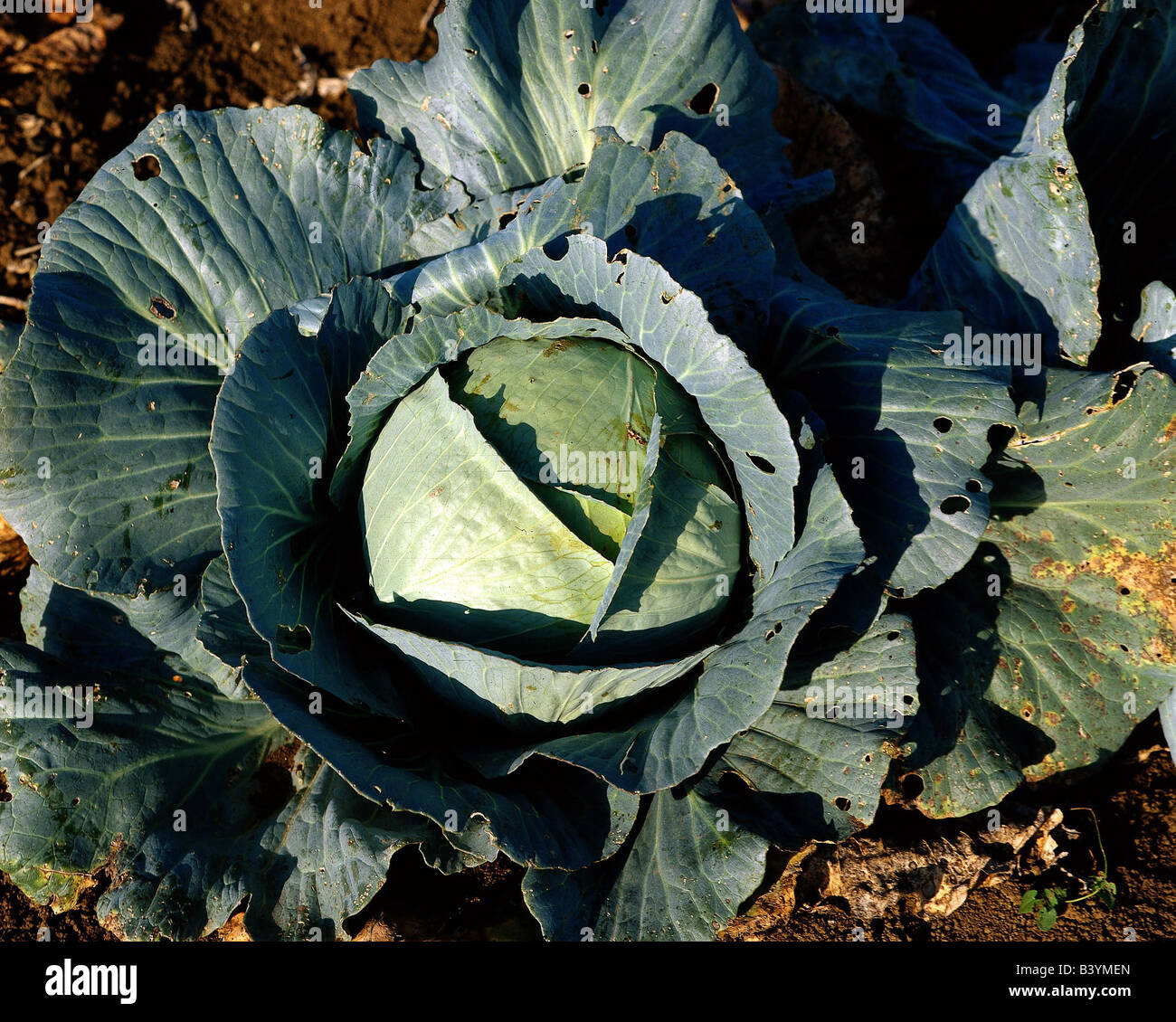 botany, white cabbage, (Weißkohl), Brassicaceae, Cruciferae, Dilleniidae, Capparales, vegetable, collard, Stock Photo
