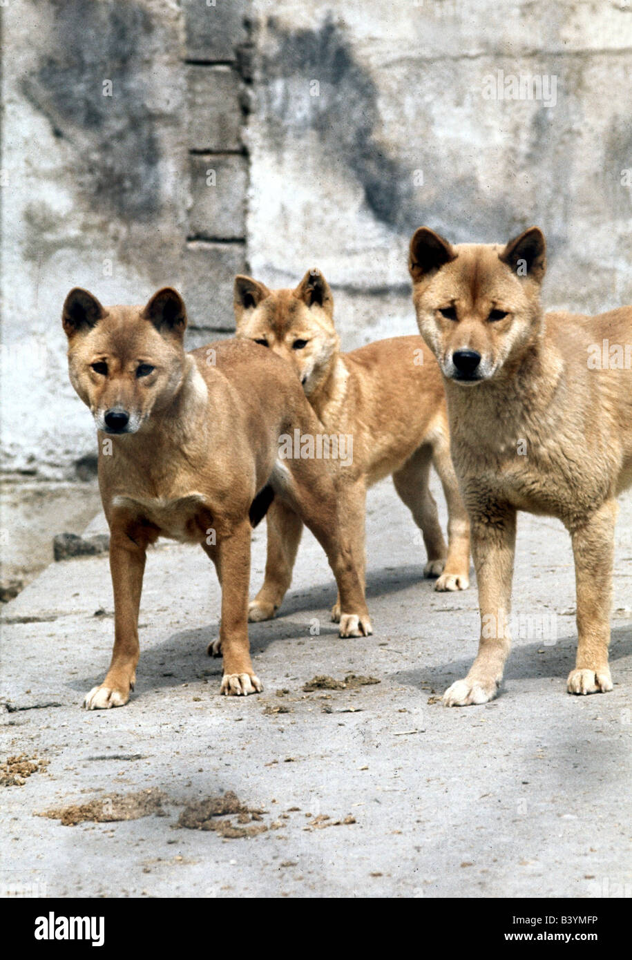 zoology / animals, mammal / mammalian, dogs, (Canis lupus dingo), Australian wild dog, (runs to seed), three Sidney - Dingos sta Stock Photo