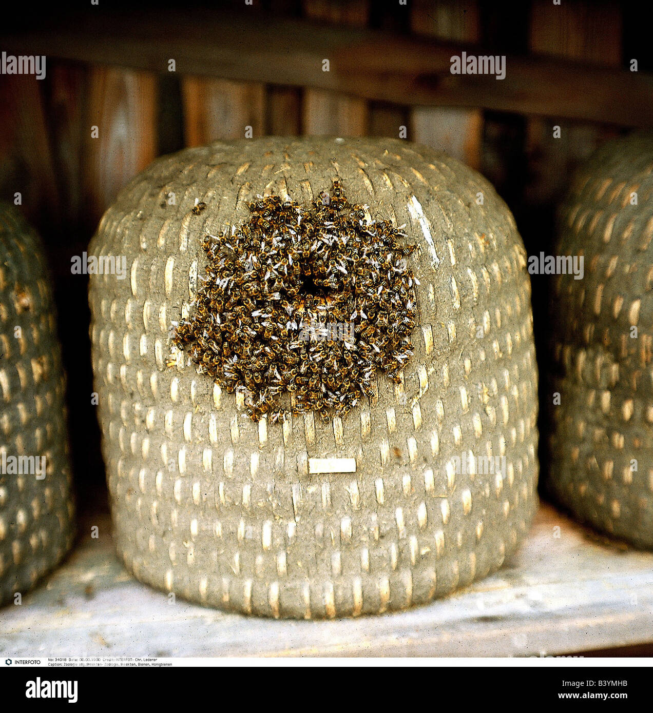 zoology / animals, insect, bees, Western honey bee, (Apis mellifera