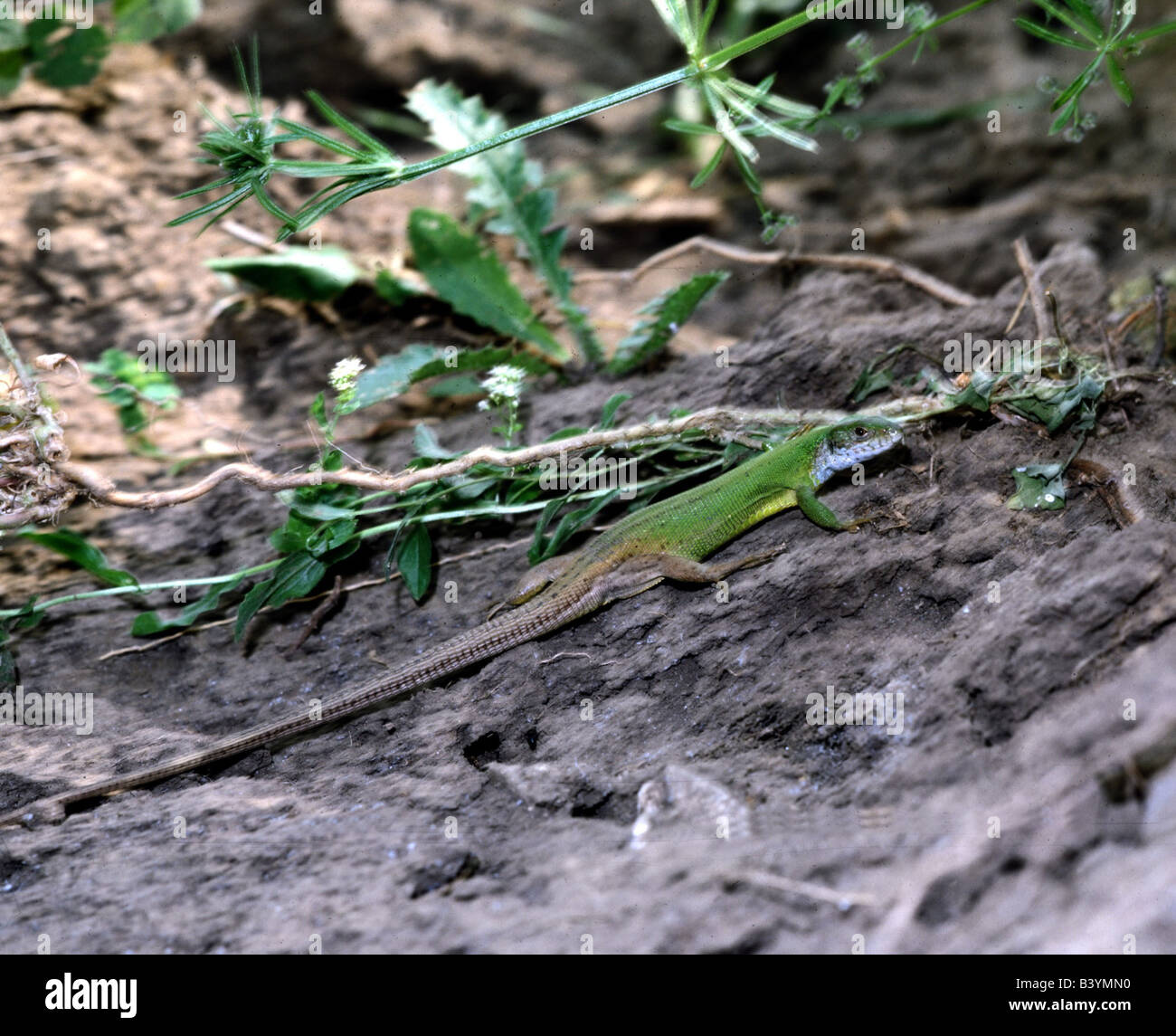 zoology / animals, reptile, lizards, European green lizard, (Lacerta