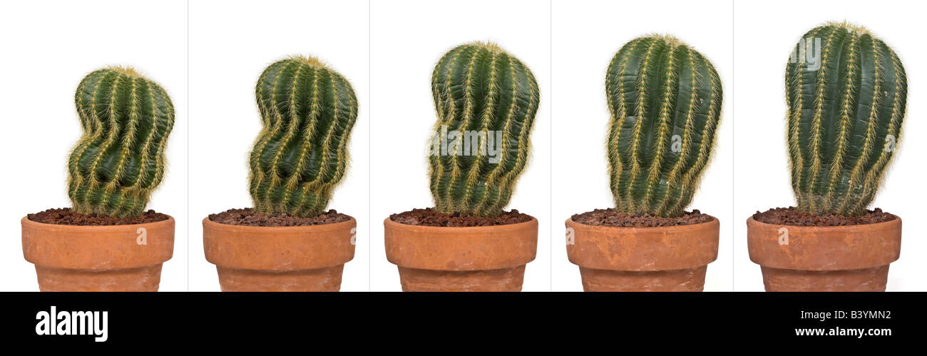 The five stages of a cactus rehydration (Parodia magnifica). Réhydratation en cinq étapes d'un cactus (Parodia magnifica). Stock Photo