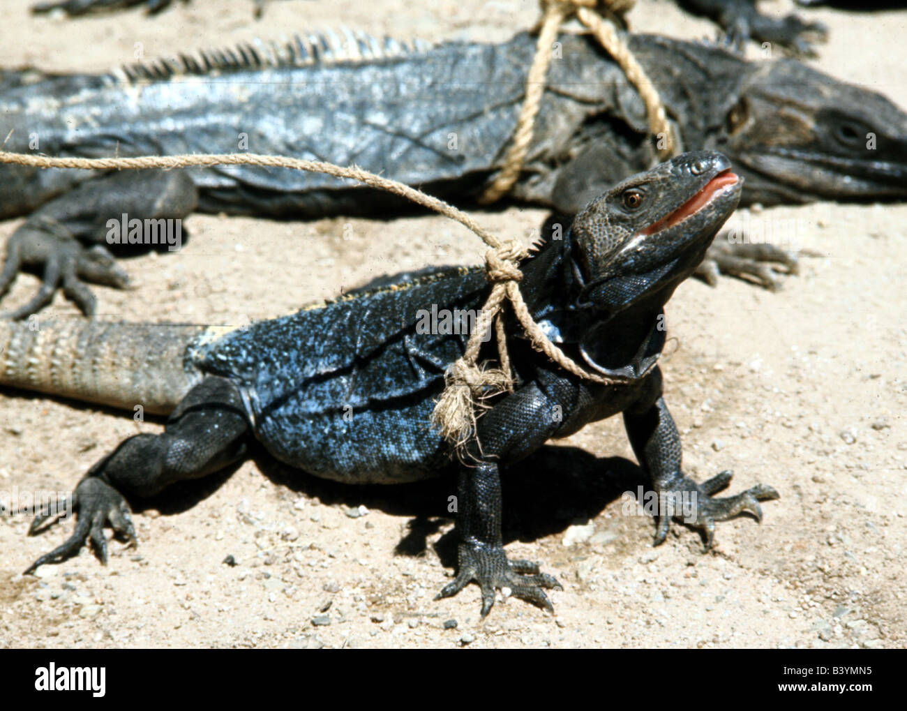 zoology / animal, reptiles, iguanas, catched iguanas by indios, near