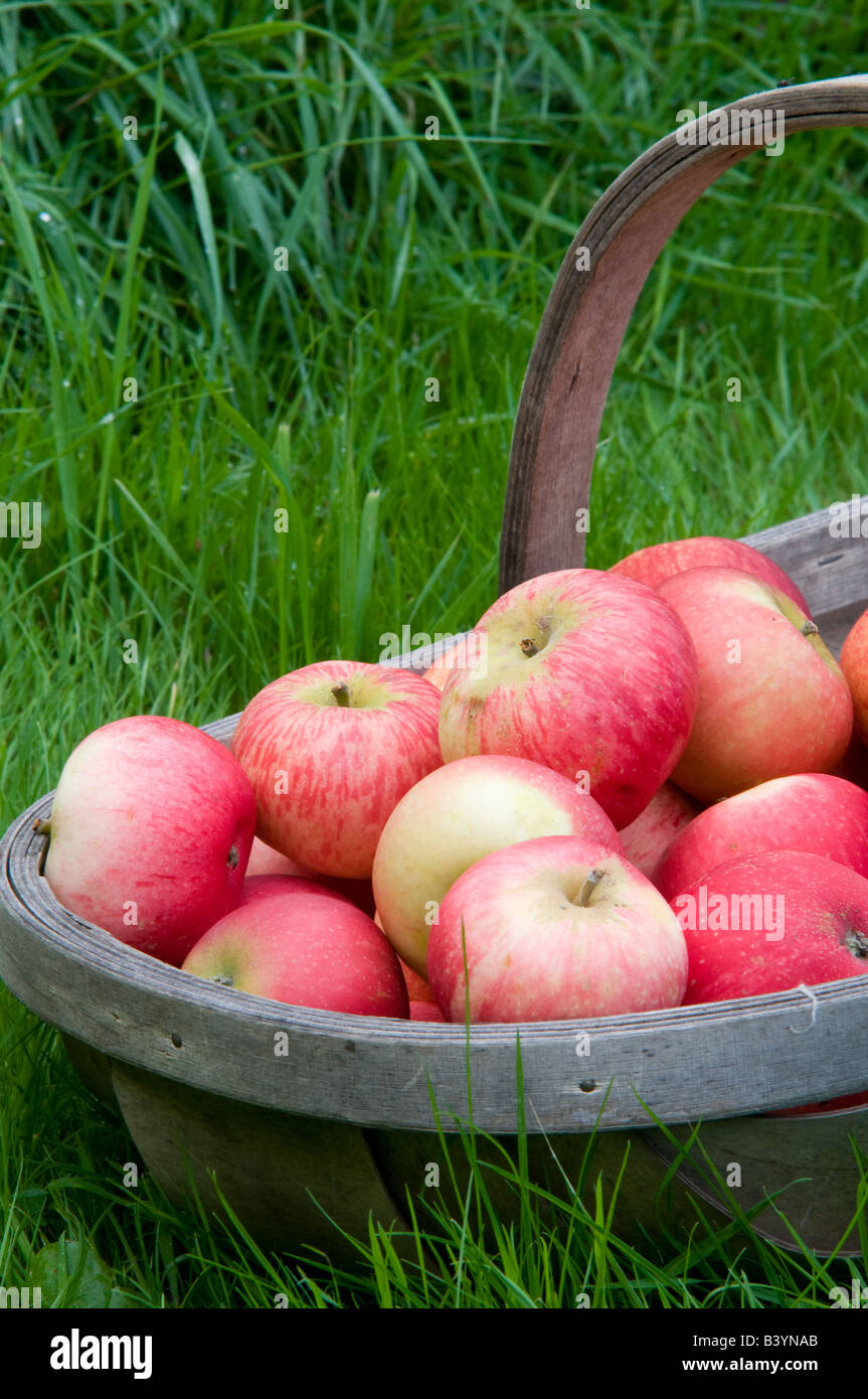 English Country Apple Harvest Stock Photo