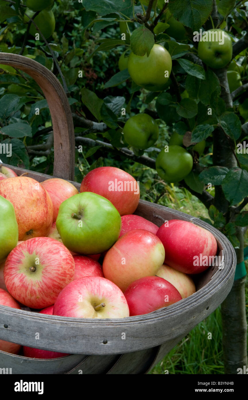 English Country Apple Harvest Stock Photo