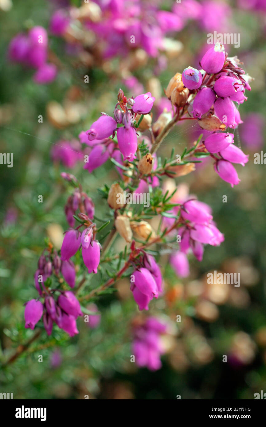 BELL HEATHER ERICA CINEREA GROWING ON A BANK IN THE BLACKDOWN HILLS SOMERSET SEPTEMBER Stock Photo