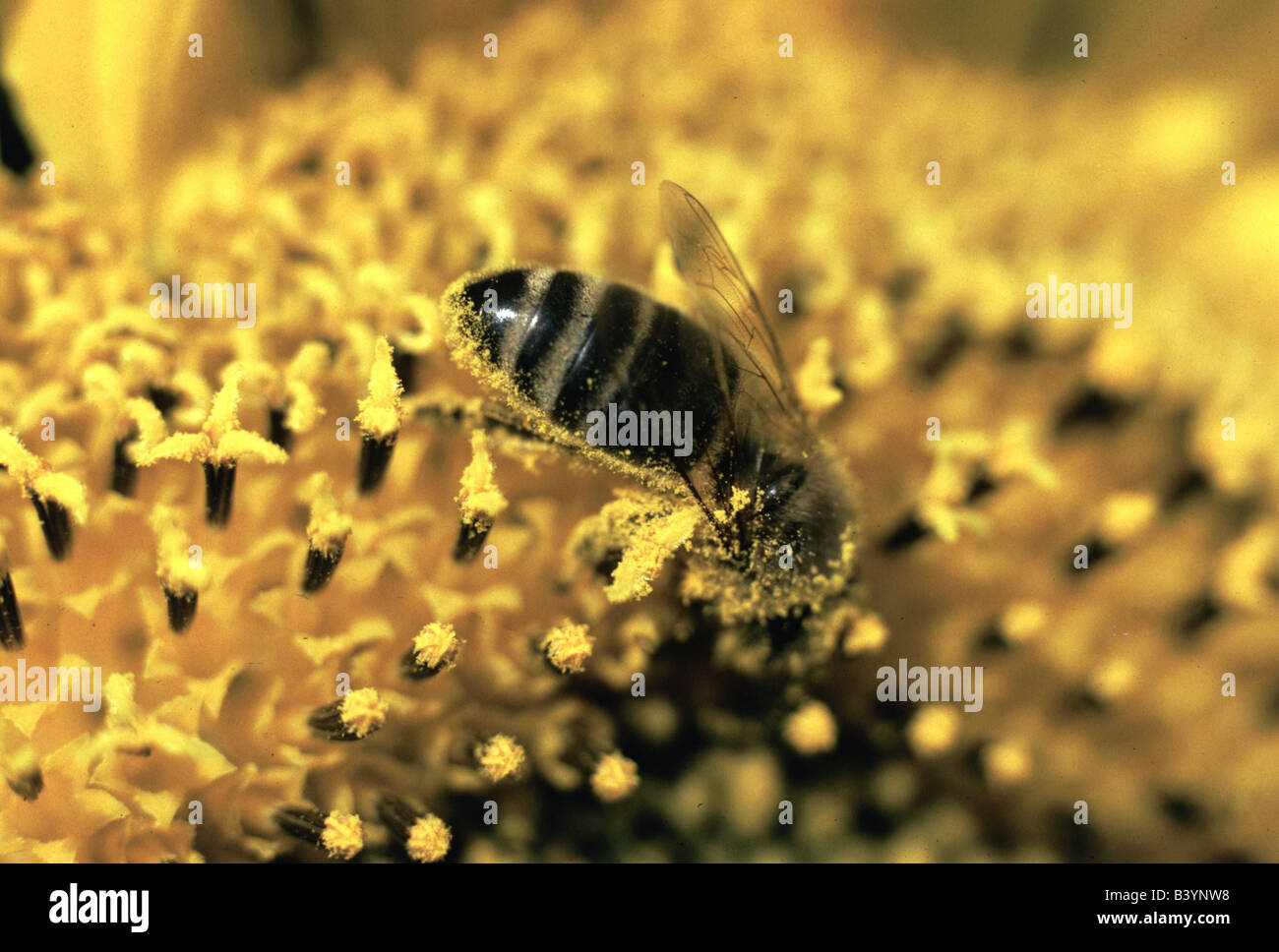 zoology / animals, insect, bees, Western honey bee, (Apis mellifera