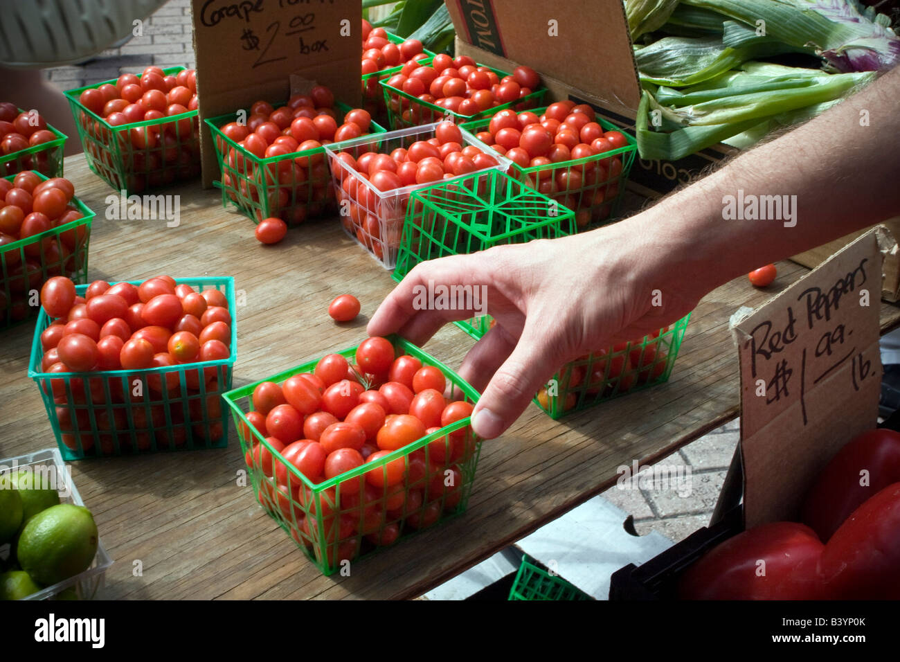 Man selecting tomatoes at Winter Park Farmers Market Winter Park FL Stock Photo