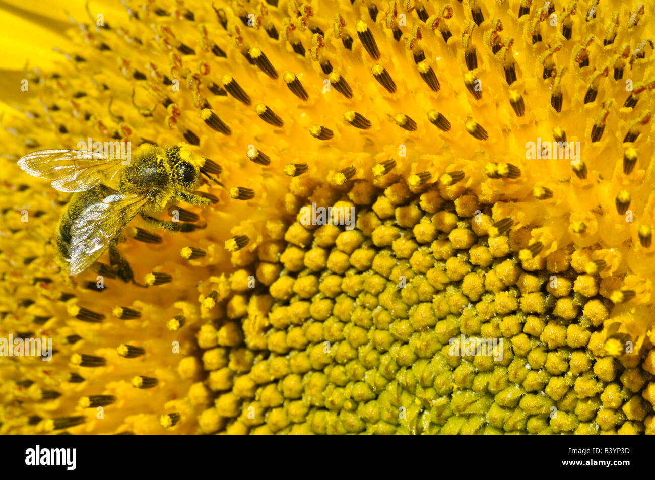 A bee gathering pollen on a sunflower Stock Photo - Alamy
