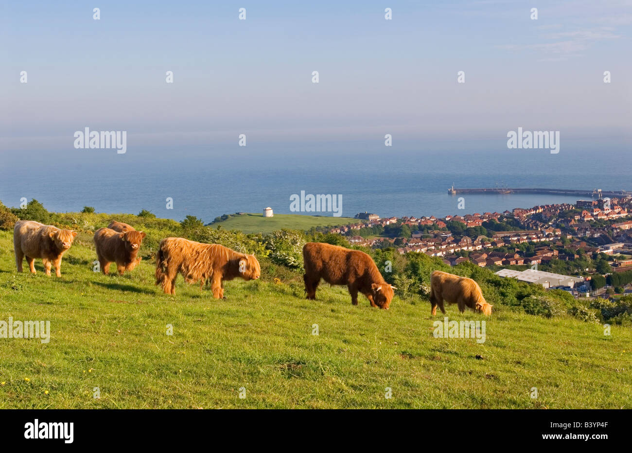 Highland cattle grazing nature reserve on North Downs above Folkestone town and harbour Stock Photo