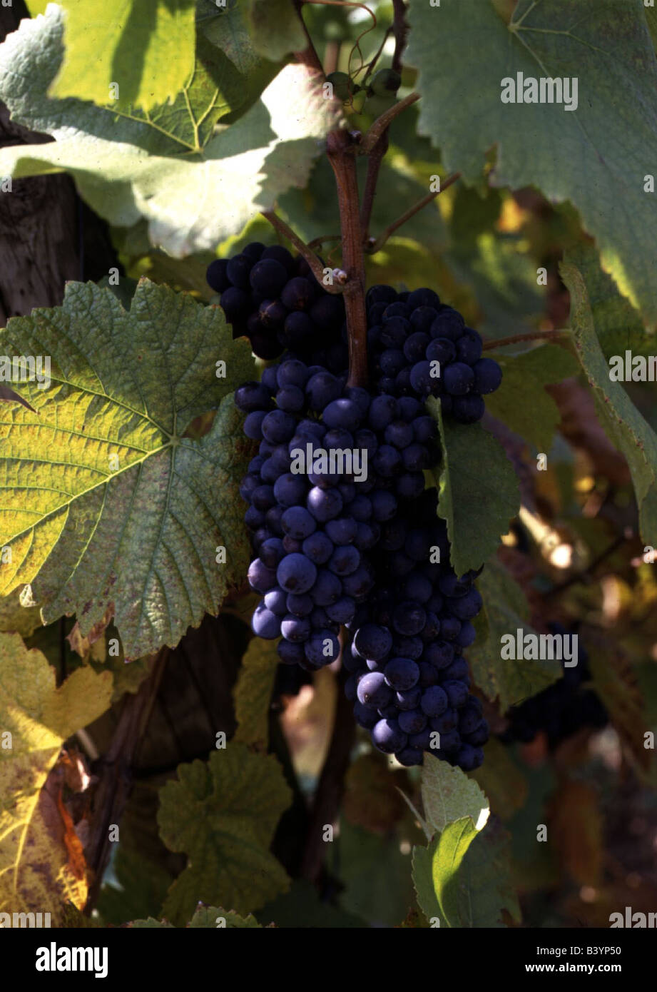 botany, grape-vine, (Vitis), European grapevine, (Vitis vinifera), 'Blue Grape', grape, at vine, berry, berries, bunches of g Stock Photo
