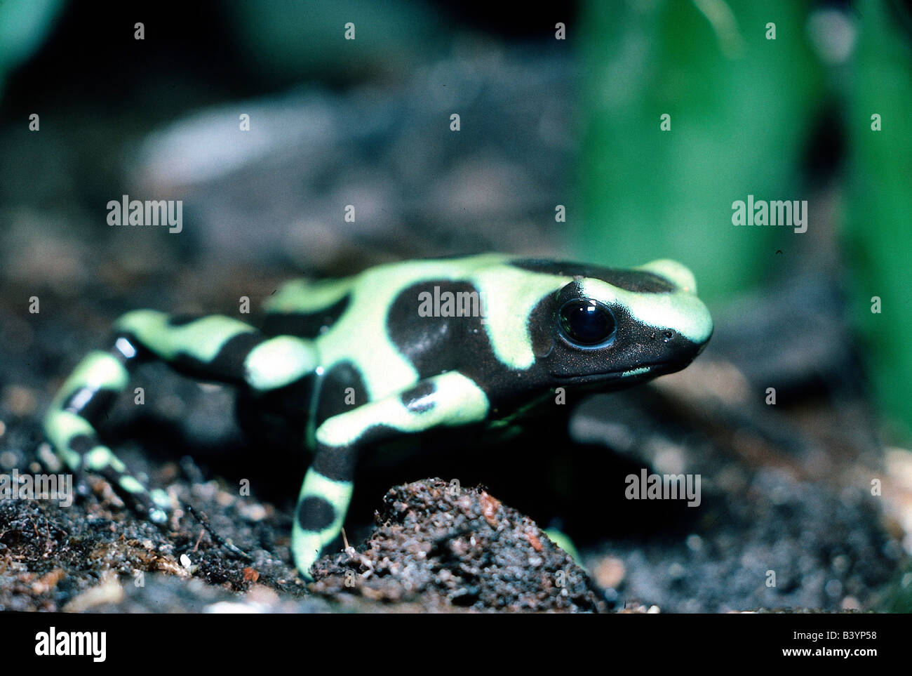zoology / animals, amphibian, frogs, Green and Black Poison Dart Frog, (Dendrobates auratus), sitting on ground, distribution: C Stock Photo