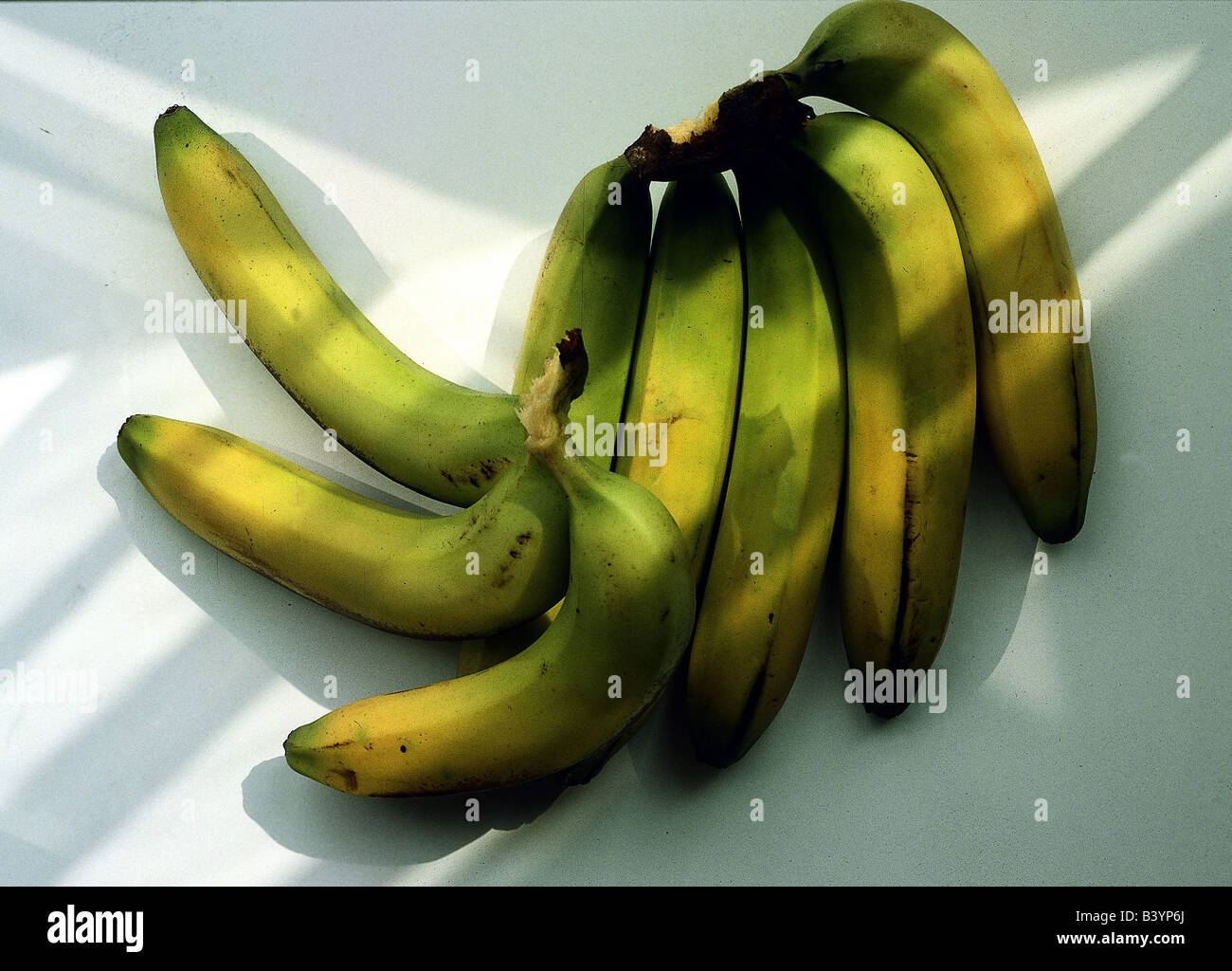 botany, banana, (Musa paradisiaca sapientum), bananas, exotic, tropical, fruit, fruits, green