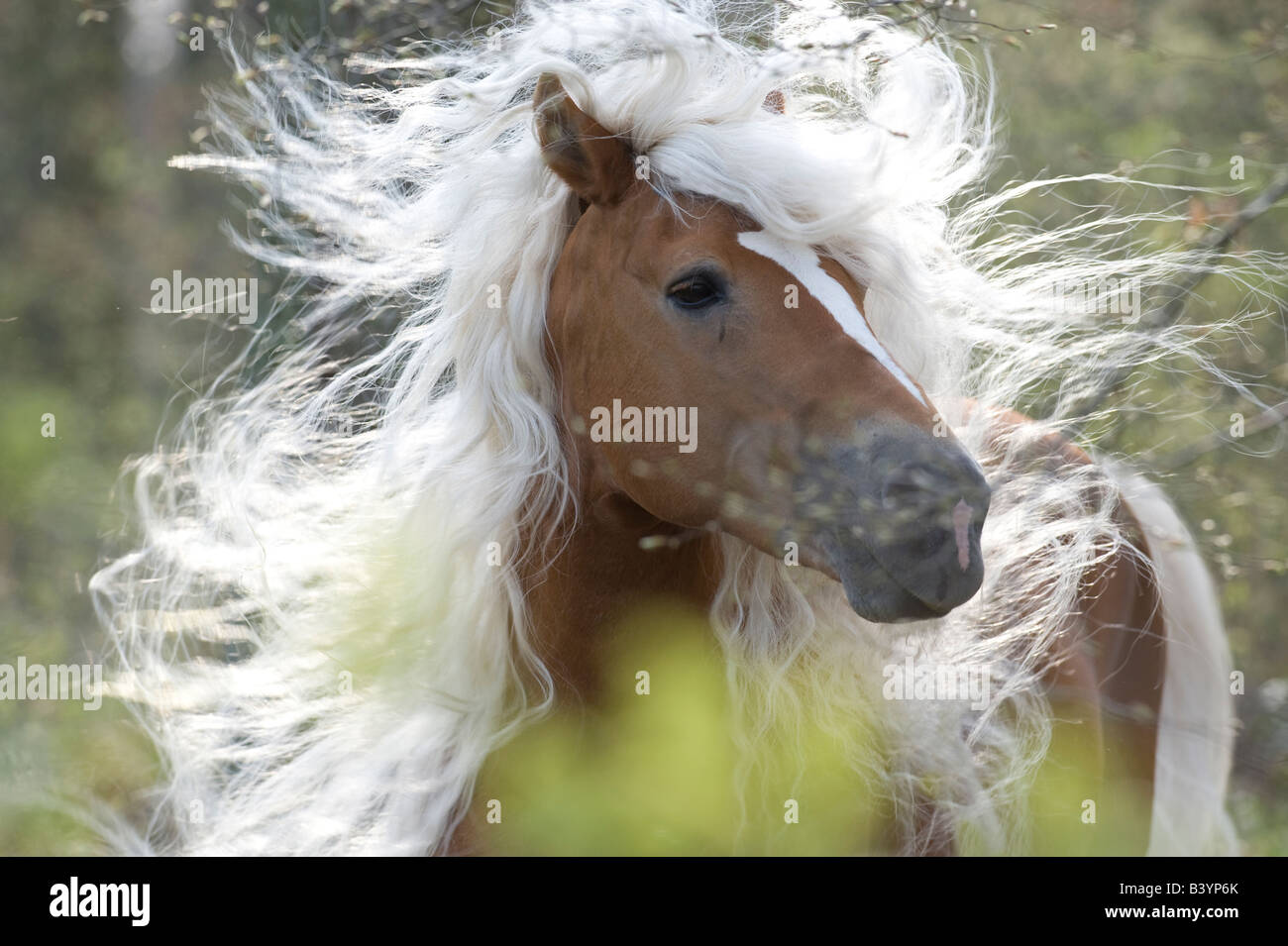 Haflinger Horse (Equus caballus) stallion shaking its extreme long mane Stock Photo
