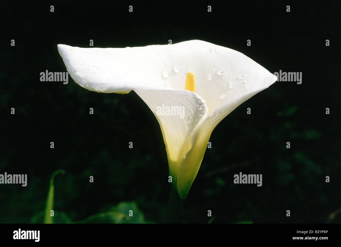 botany, Calla, (Calla), Calla palustris, blossom, white, blooming, flowering, yellow, Araceae, Arecidae, Arales, Araceen, Stock Photo