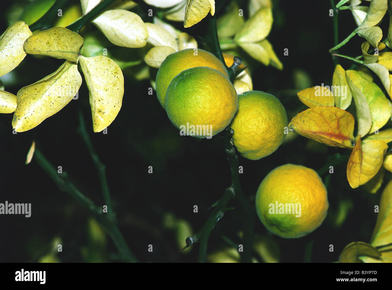 botany, bitter orange, (Citrus aurantium), oranges at tree, at branches