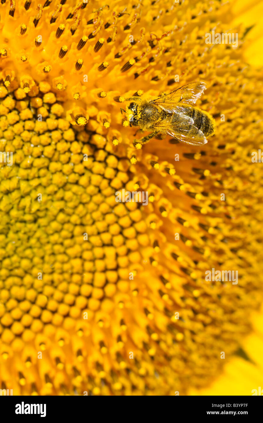 A bee gathering pollen on a sunflower Stock Photo - Alamy