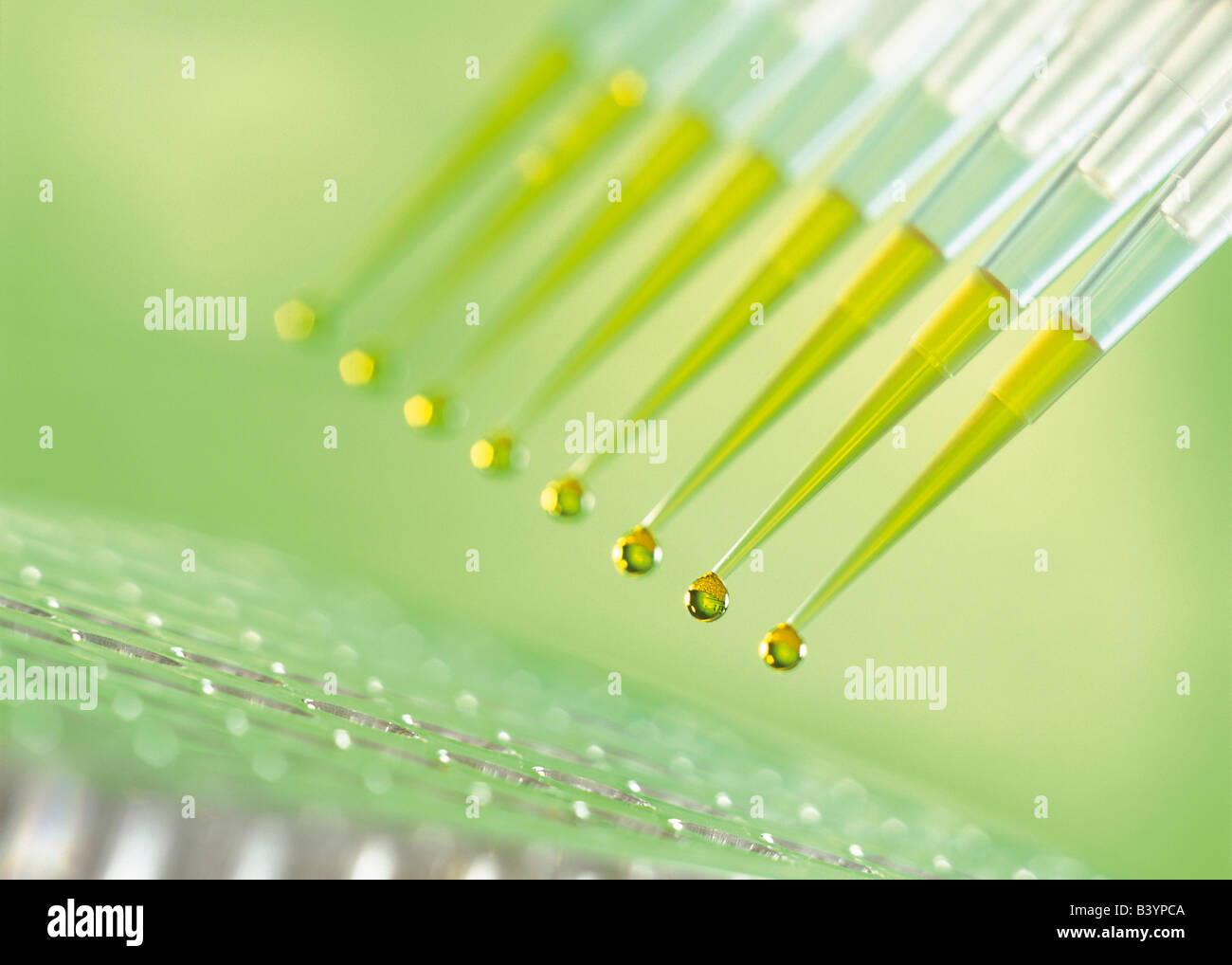Pipette tips with liquid Stock Photo Alamy
