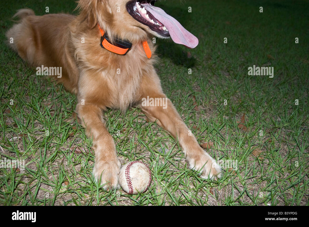 Golden Retriever and Baseball Stock Photo Alamy