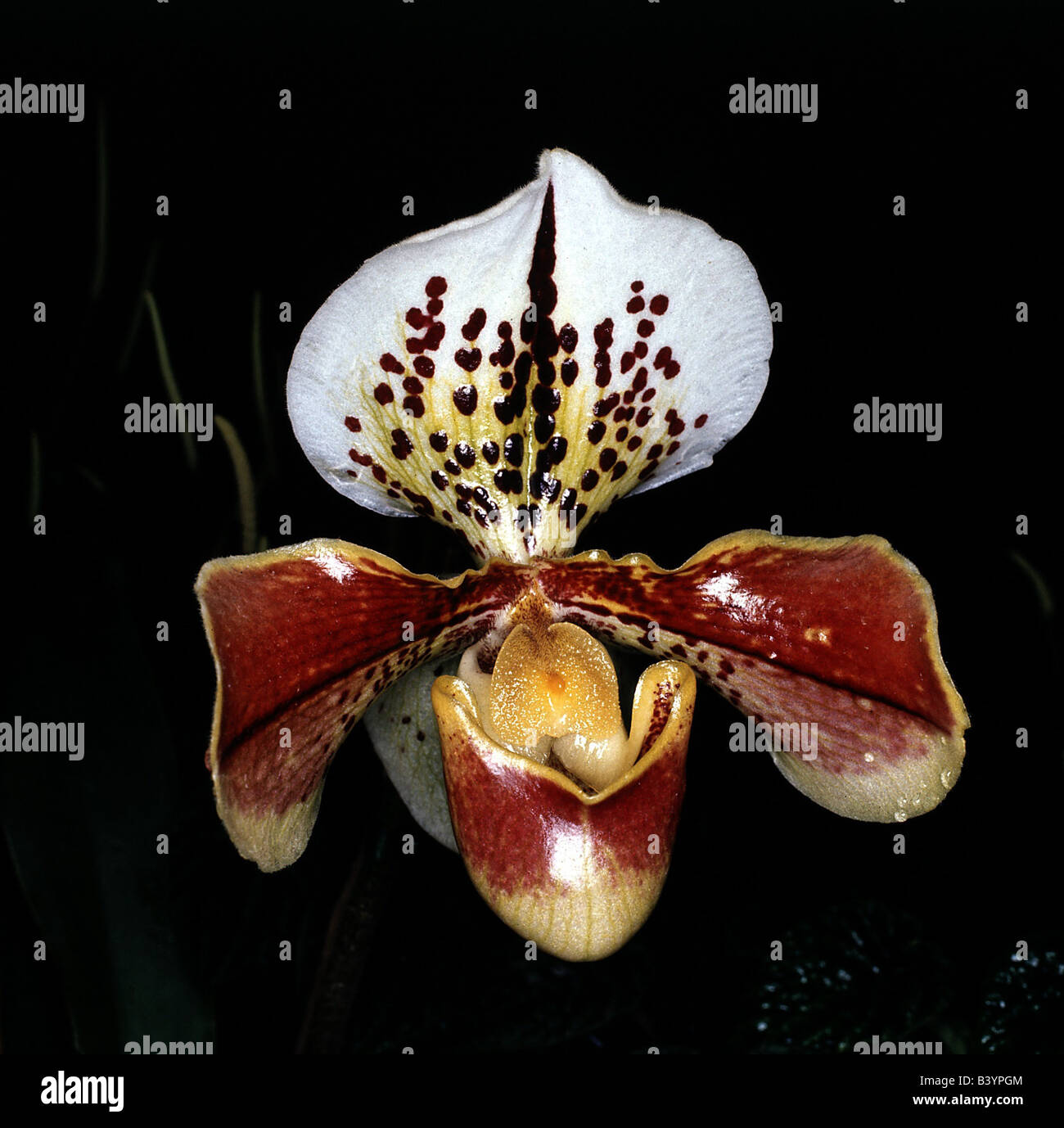 Paphiopedilum hybride hi-res stock photography and images - Alamy
