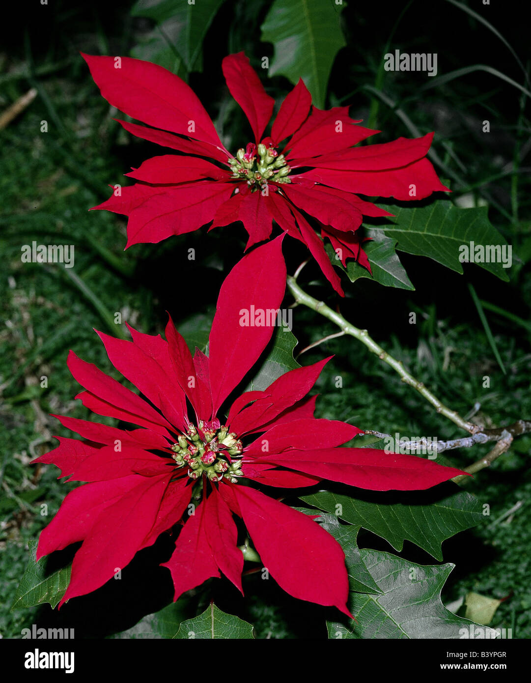 botany, Spurge, (Euphorbia), Christmas star, (Euphorbia pulcherrima), blossoms, ornamental plant, red, blooming, flowering, coro Stock Photo