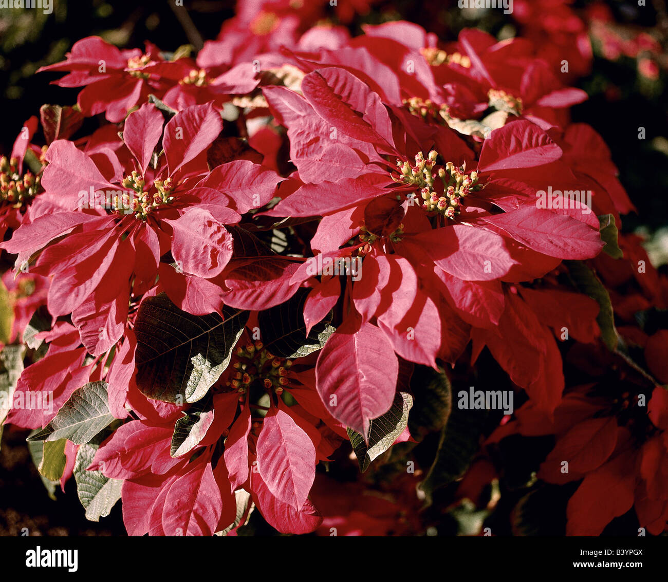 botany, Spurge, (Euphorbia), Christmas star, (Euphorbia), blossoms, ornamental plants, red, blooming, flowering, corolla, Europh Stock Photo