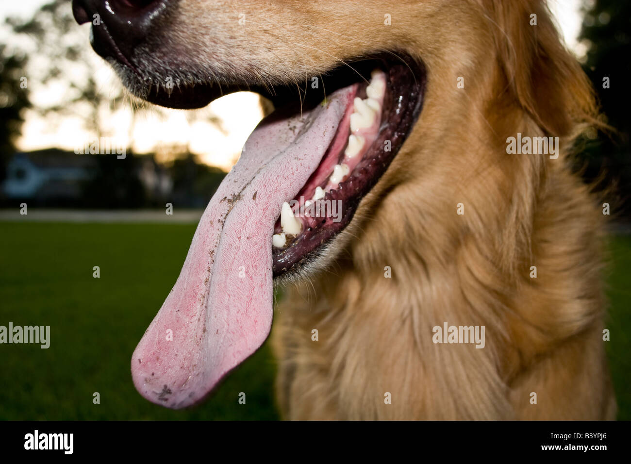 golden retriever giant