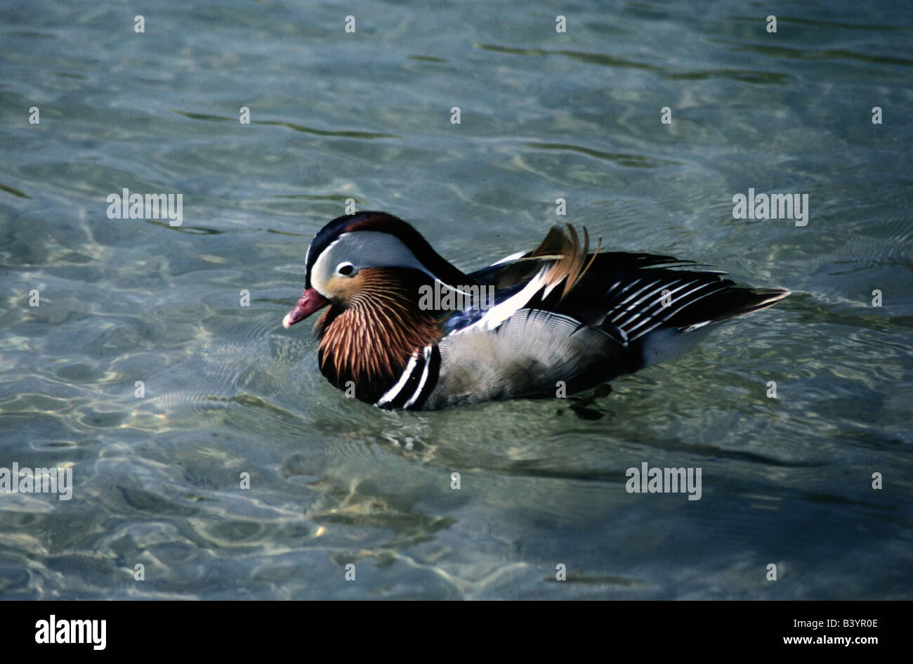 zoology / animals, avian / bird, Mandarin Duck, (Aix galericulata