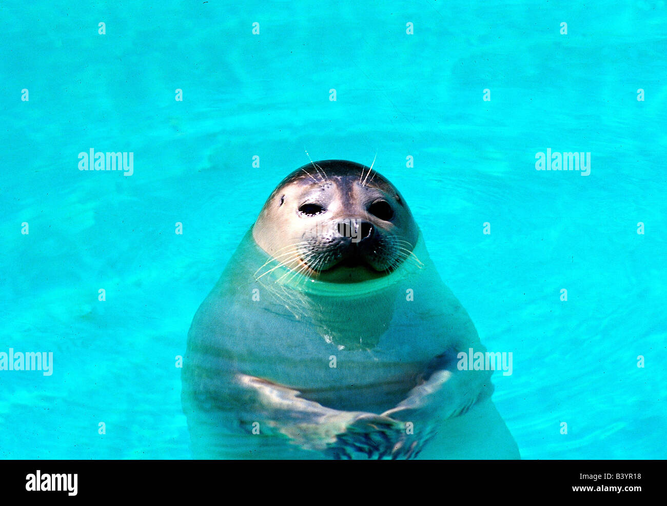 zoology / animals, mammal / mammalian, seals, Common seal, (Phoca  vitulina), in water, distribution: coastal areas of North Atla Stock Photo  - Alamy