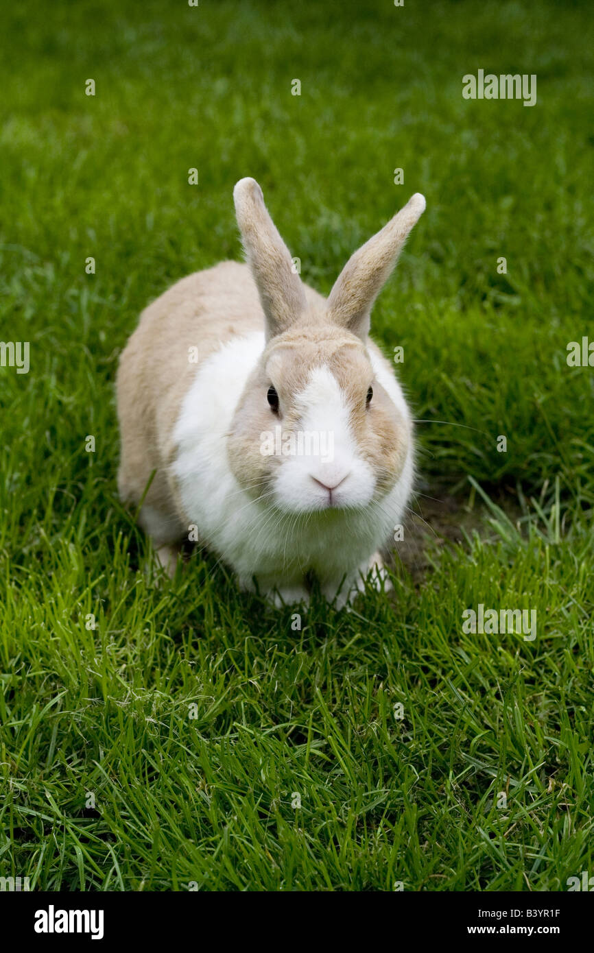 A saddleback rabbit in the garden Stock Photo - Alamy