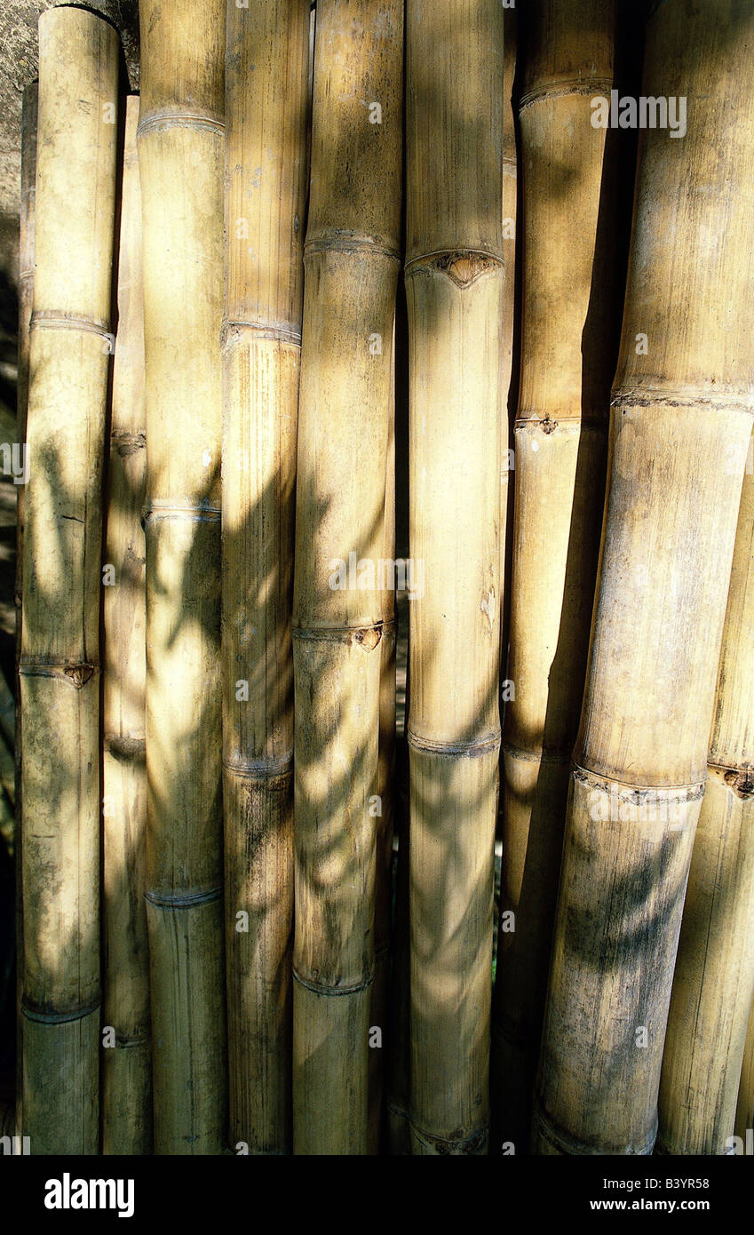 botany, bamboo, (Bambusa), stems, culms, stem, wood, Poaceae, Glumiflorae, grasses, Cyperales, Bambusoideae, Commerlinidae, Stock Photo