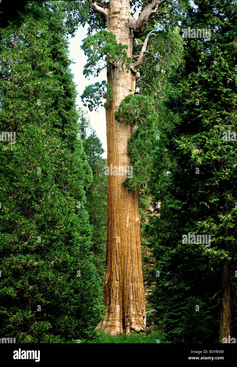 botany, Sequoiadendron, Giant Sequoia, (Sequoiadendron giganteum), tree ...