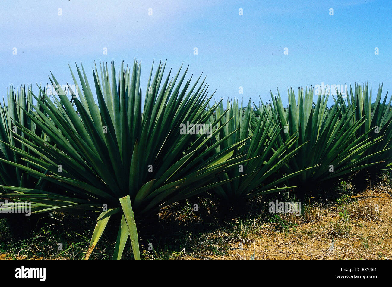 botany, Agave, Sisal, (Agave sisalana), on field, plantation, cultivation, sisal hemp, fiber, growing, Agavaceae, Liliidae, Lili Stock Photo