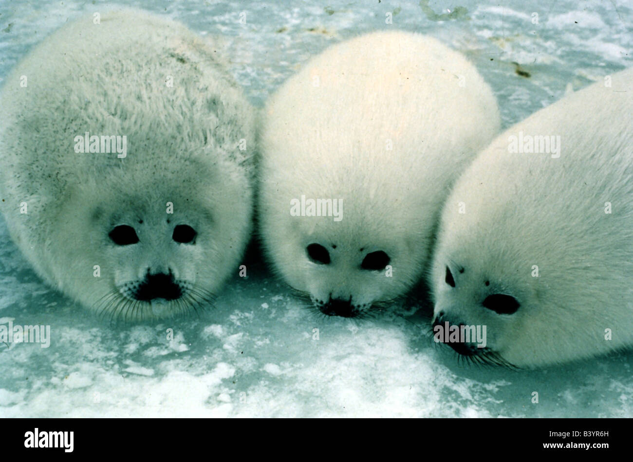 zoology / animals, mammal / mammalian, seals, Harp Seal, (Pagophilus groenlandicus), three seal babies, on snow, distribution: N Stock Photo