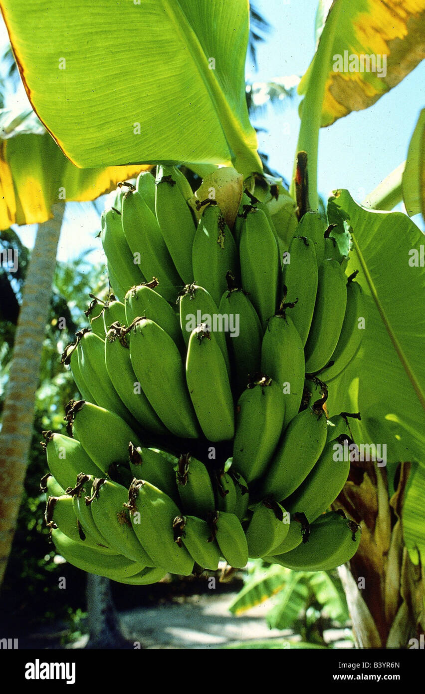 botany, banana, (Musa paradisiaca sapientum), bananas, blossom with